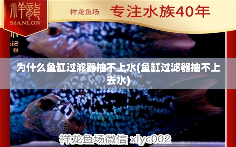 為什么魚(yú)缸過(guò)濾器抽不上水(魚(yú)缸過(guò)濾器抽不上去水) 魟魚(yú)百科