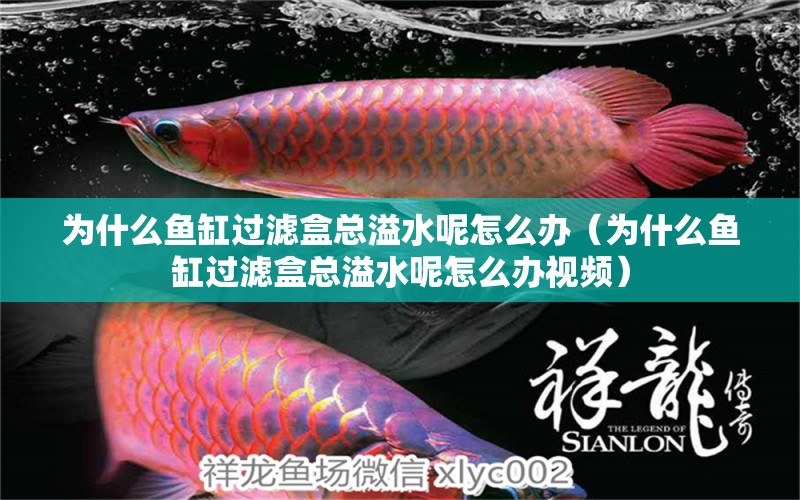 為什么魚缸過濾盒總溢水呢怎么辦（為什么魚缸過濾盒總溢水呢怎么辦視頻）