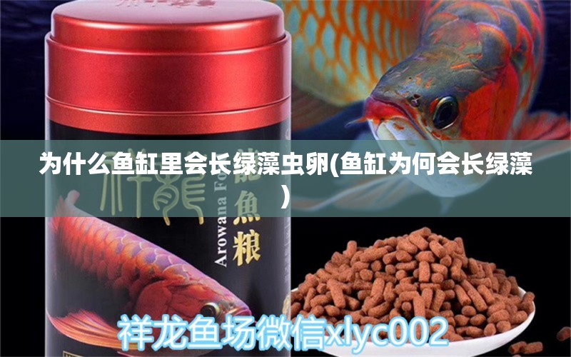 為什么魚缸里會長綠藻蟲卵(魚缸為何會長綠藻) 稀有金龍魚 第1張