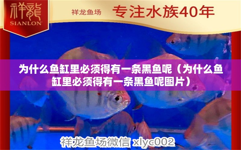 為什么魚缸里必須得有一條黑魚呢（為什么魚缸里必須得有一條黑魚呢圖片）