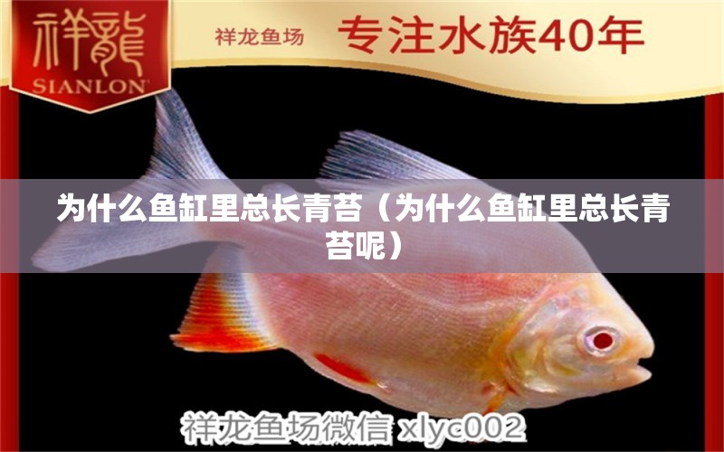 為什么魚缸里總長(zhǎng)青苔（為什么魚缸里總長(zhǎng)青苔呢） 量子養(yǎng)魚技術(shù)