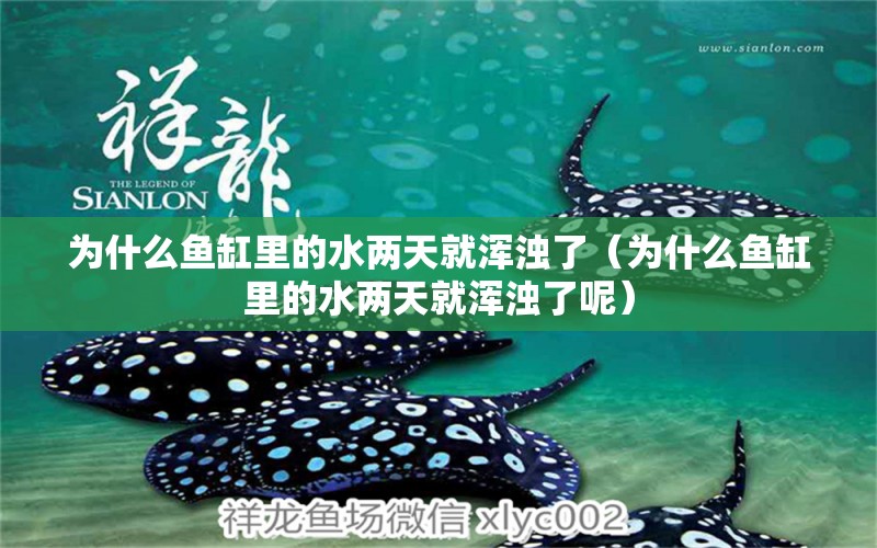 為什么魚缸里的水兩天就渾濁了（為什么魚缸里的水兩天就渾濁了呢）