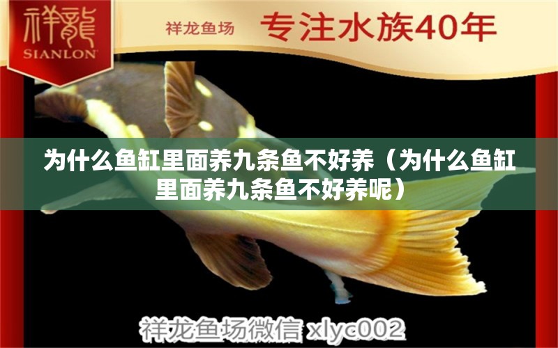 為什么魚缸里面養(yǎng)九條魚不好養(yǎng)（為什么魚缸里面養(yǎng)九條魚不好養(yǎng)呢）