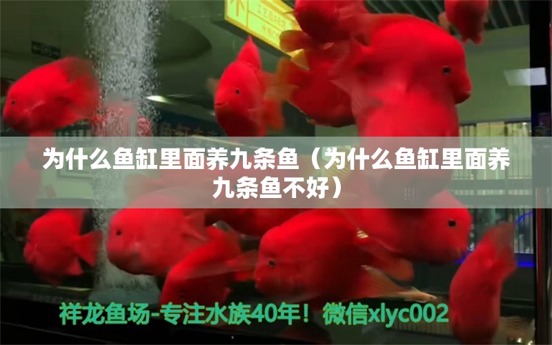 為什么魚(yú)缸里面養(yǎng)九條魚(yú)（為什么魚(yú)缸里面養(yǎng)九條魚(yú)不好）