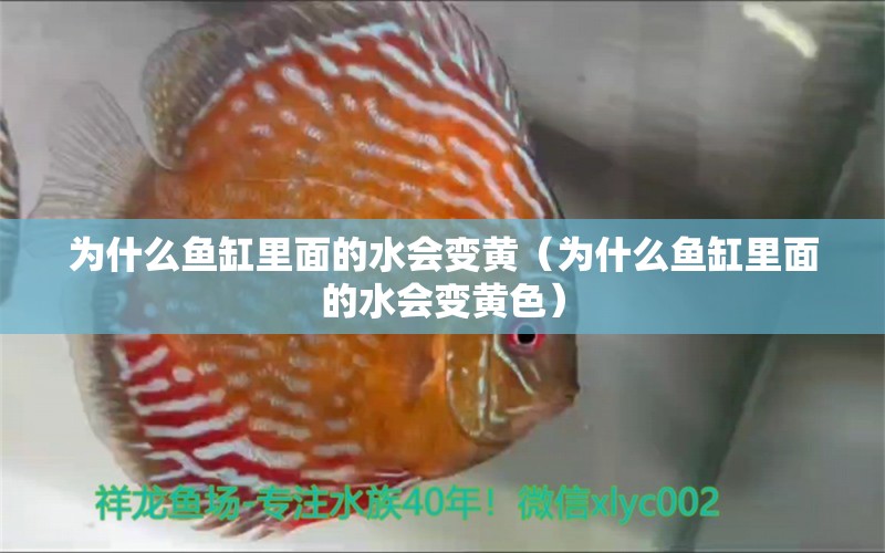 為什么魚缸里面的水會變黃（為什么魚缸里面的水會變黃色）