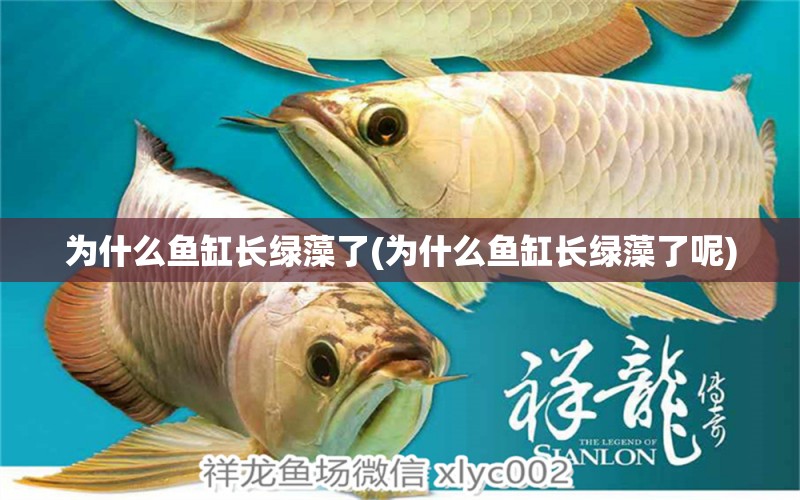 為什么魚缸長(zhǎng)綠藻了(為什么魚缸長(zhǎng)綠藻了呢) 祥龍龍魚專用水族燈