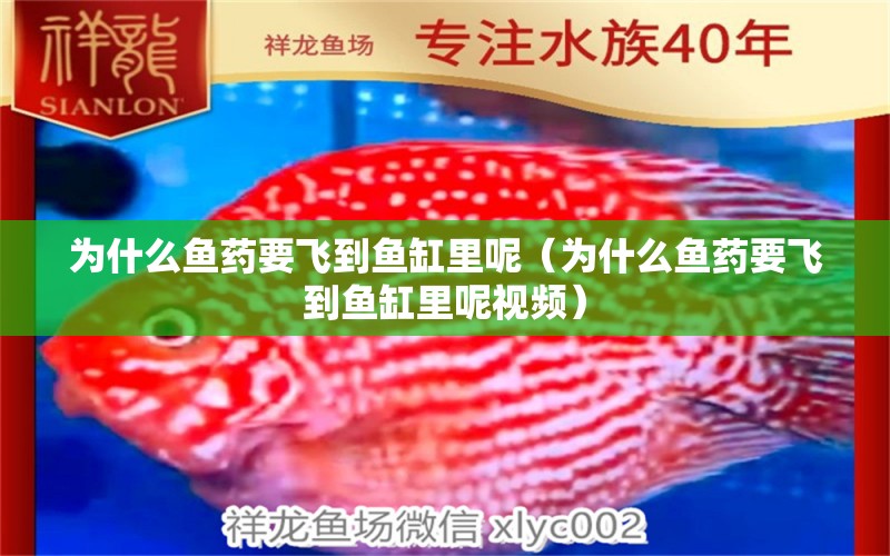 為什么魚藥要飛到魚缸里呢（為什么魚藥要飛到魚缸里呢視頻）