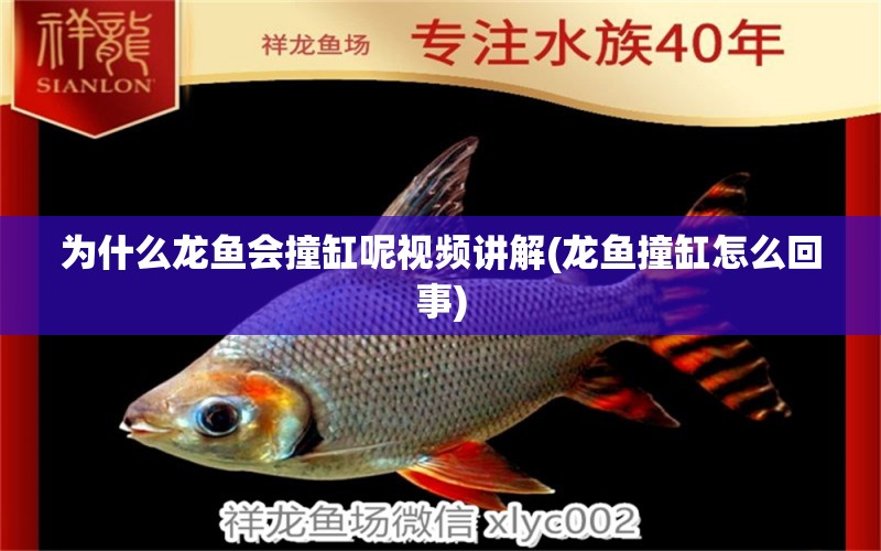 為什么龍魚會撞缸呢視頻講解(龍魚撞缸怎么回事) 翡翠鳳凰魚 第1張