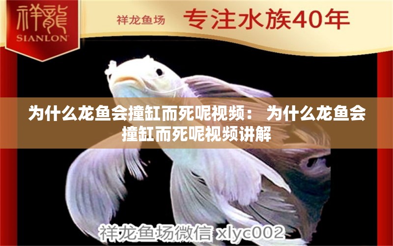 為什么龍魚(yú)會(huì)撞缸而死呢視頻： 為什么龍魚(yú)會(huì)撞缸而死呢視頻講解 白寫(xiě)錦鯉魚(yú)