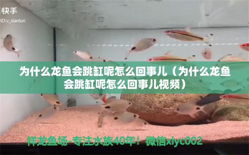 為什么龍魚會跳缸呢怎么回事兒（為什么龍魚會跳缸呢怎么回事兒視頻） 廣州龍魚批發(fā)市場