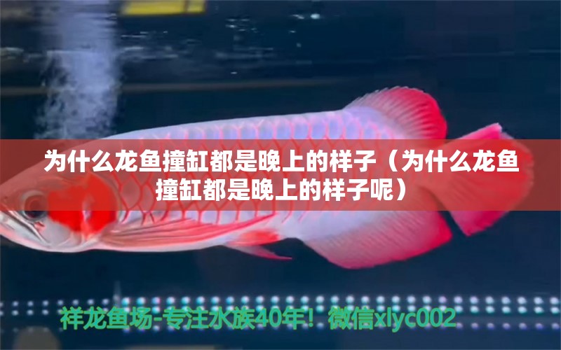 為什么龍魚撞缸都是晚上的樣子（為什么龍魚撞缸都是晚上的樣子呢）