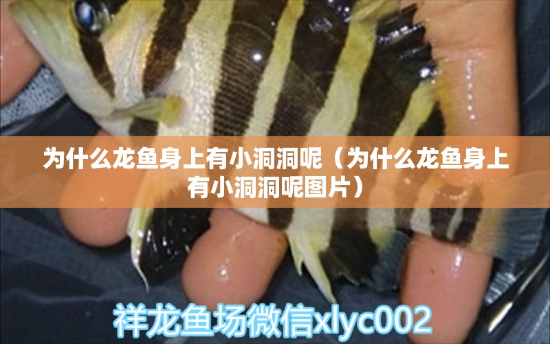 為什么龍魚身上有小洞洞呢（為什么龍魚身上有小洞洞呢圖片） 龍魚疾病與治療