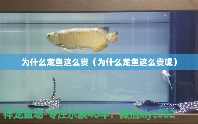 為什么龍魚這么貴（為什么龍魚這么貴呢） 龍魚疾病與治療