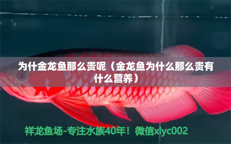 為什金龍魚那么貴呢（金龍魚為什么那么貴有什么營養(yǎng)）