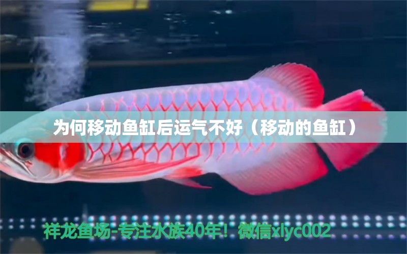 為何移動(dòng)魚缸后運(yùn)氣不好（移動(dòng)的魚缸）