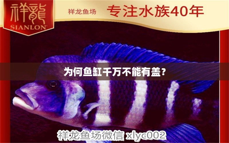 為何魚缸千萬不能有蓋？ 朱巴利魚