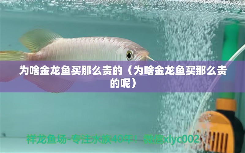 為啥金龍魚買那么貴的（為啥金龍魚買那么貴的呢）