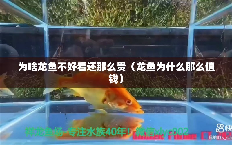 為啥龍魚不好看還那么貴（龍魚為什么那么值錢） 廣州龍魚批發(fā)市場(chǎng)