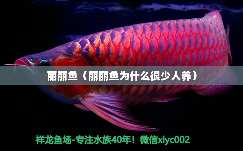 麗麗魚（麗麗魚為什么很少人養(yǎng)） 觀賞魚