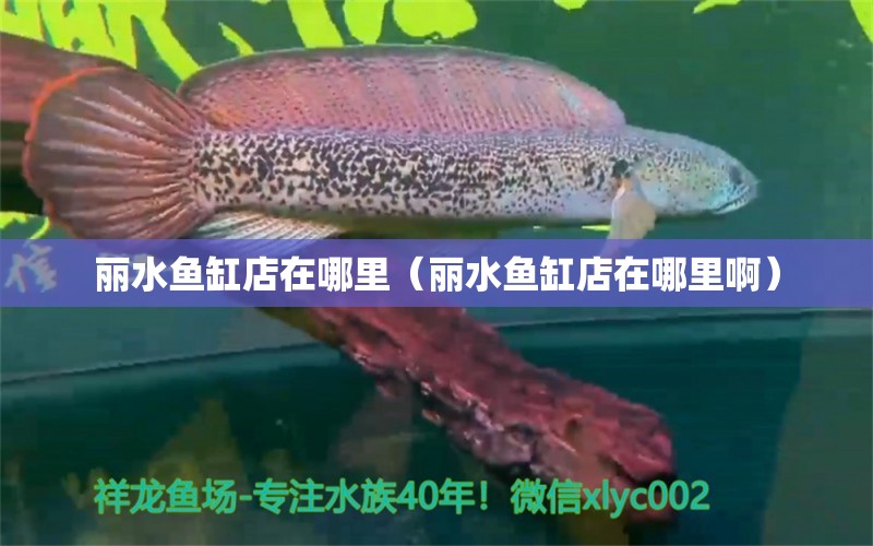 麗水魚缸店在哪里（麗水魚缸店在哪里?。?其他品牌魚缸 第1張