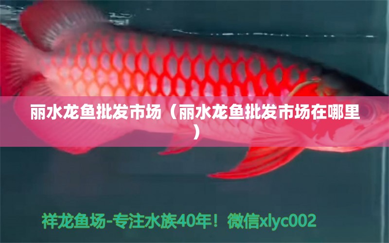 麗水龍魚批發(fā)市場(chǎng)（麗水龍魚批發(fā)市場(chǎng)在哪里） 龍魚批發(fā)