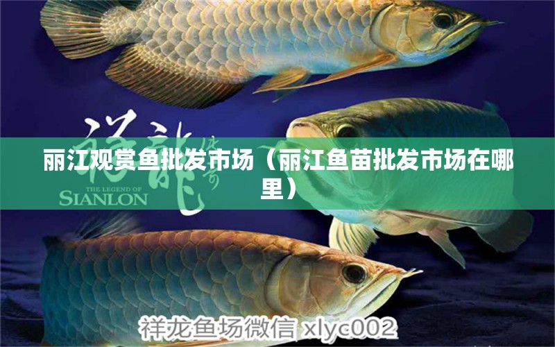 麗江觀賞魚批發(fā)市場(chǎng)（麗江魚苗批發(fā)市場(chǎng)在哪里）