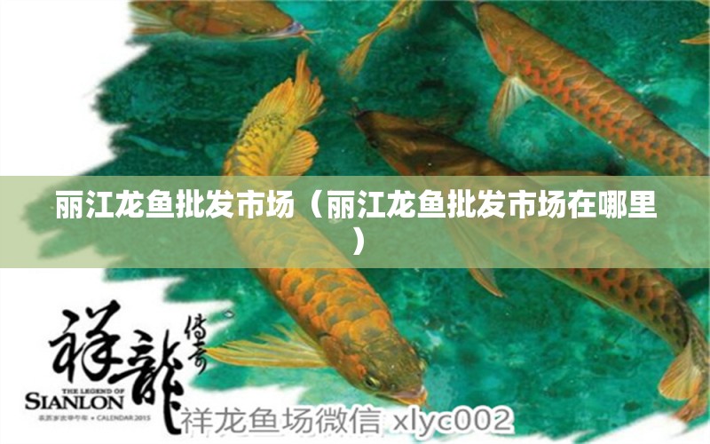 麗江龍魚批發(fā)市場(chǎng)（麗江龍魚批發(fā)市場(chǎng)在哪里）