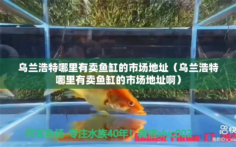 烏蘭浩特哪里有賣魚缸的市場地址（烏蘭浩特哪里有賣魚缸的市場地址?。?觀賞魚市場（混養(yǎng)魚）