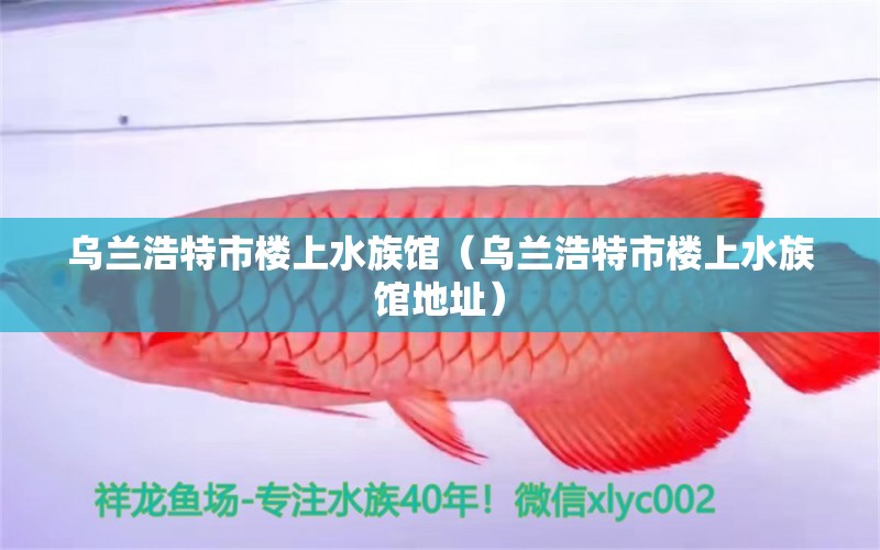 烏蘭浩特市樓上水族館（烏蘭浩特市樓上水族館地址） 全國(guó)水族館企業(yè)名錄