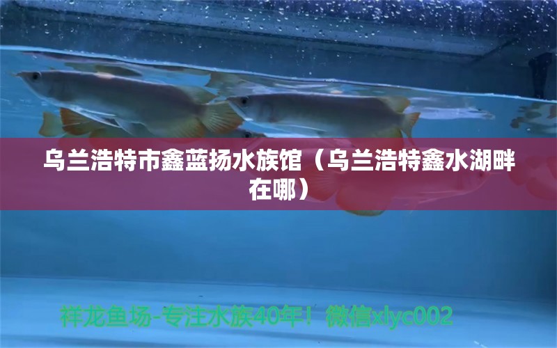 烏蘭浩特市鑫藍揚水族館（烏蘭浩特鑫水湖畔在哪）