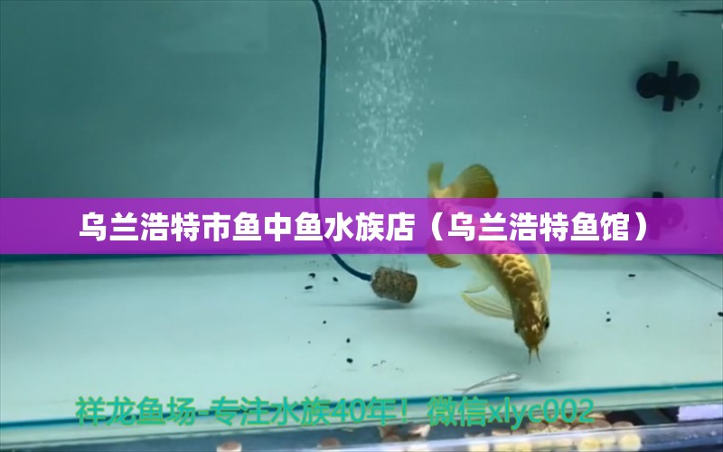 烏蘭浩特市魚中魚水族店（烏蘭浩特魚館）