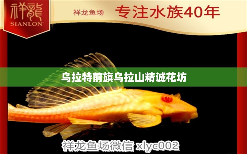 烏拉特前旗烏拉山精誠花坊 全國水族館企業(yè)名錄