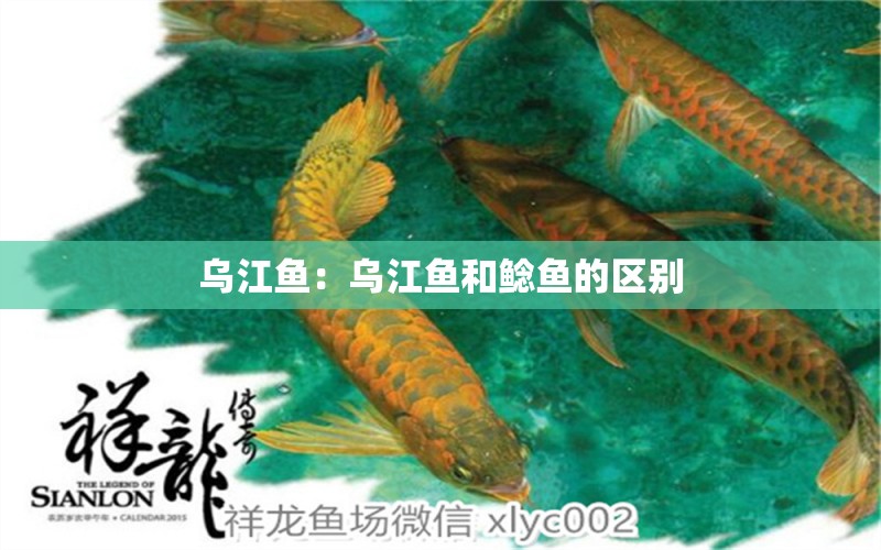 烏江魚(yú)：烏江魚(yú)和鯰魚(yú)的區(qū)別