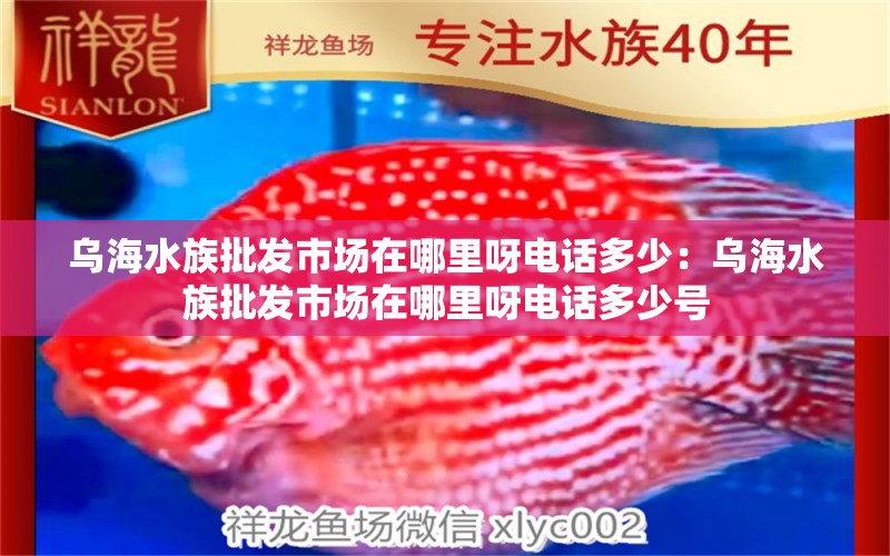 烏海水族批發(fā)市場(chǎng)在哪里呀電話多少：烏海水族批發(fā)市場(chǎng)在哪里呀電話多少號(hào)