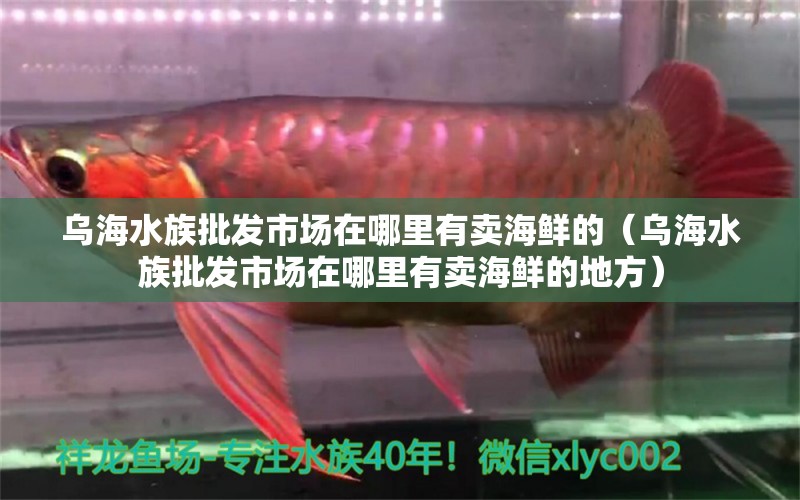 烏海水族批發(fā)市場在哪里有賣海鮮的（烏海水族批發(fā)市場在哪里有賣海鮮的地方）