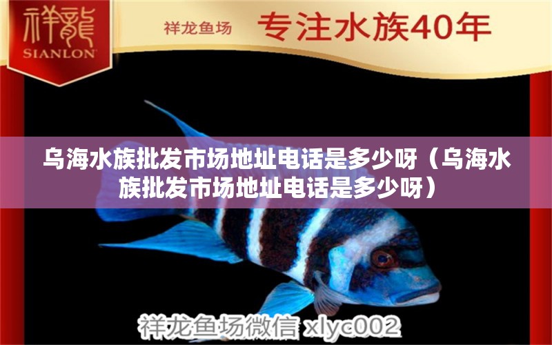 烏海水族批發(fā)市場地址電話是多少呀（烏海水族批發(fā)市場地址電話是多少呀） 觀賞魚水族批發(fā)市場