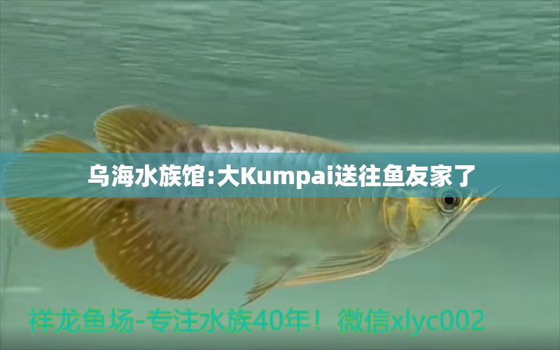 烏海水族館:大Kumpai送往魚友家了 祥龍水族護理水