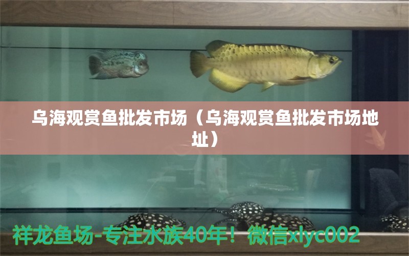 烏海觀賞魚批發(fā)市場（烏海觀賞魚批發(fā)市場地址）