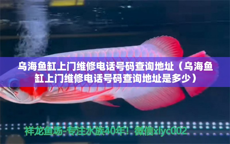 烏海魚缸上門維修電話號碼查詢地址（烏海魚缸上門維修電話號碼查詢地址是多少） 祥龍水族醫(yī)院