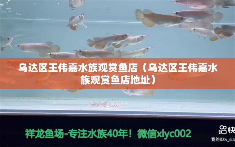 烏達(dá)區(qū)王偉嘉水族觀賞魚店（烏達(dá)區(qū)王偉嘉水族觀賞魚店地址）