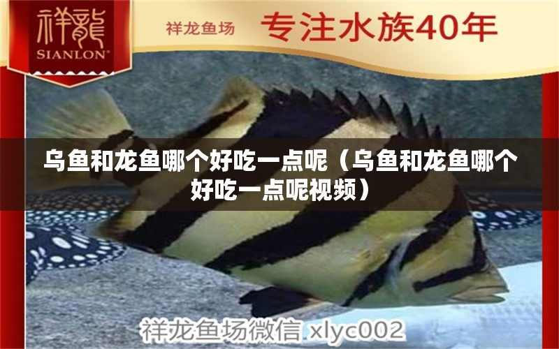 烏魚(yú)和龍魚(yú)哪個(gè)好吃一點(diǎn)呢（烏魚(yú)和龍魚(yú)哪個(gè)好吃一點(diǎn)呢視頻） 沖氧泵