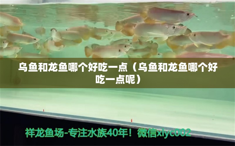 烏魚和龍魚哪個好吃一點（烏魚和龍魚哪個好吃一點呢）