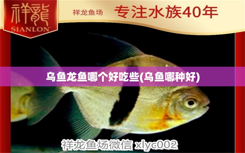 烏魚(yú)龍魚(yú)哪個(gè)好吃些(烏魚(yú)哪種好) 喂食器