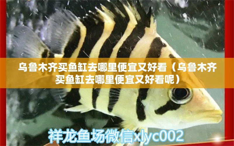 烏魯木齊買魚缸去哪里便宜又好看（烏魯木齊買魚缸去哪里便宜又好看呢） 祥龍水族醫(yī)院