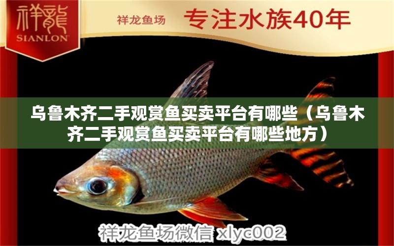 烏魯木齊二手觀賞魚(yú)買(mǎi)賣(mài)平臺(tái)有哪些（烏魯木齊二手觀賞魚(yú)買(mǎi)賣(mài)平臺(tái)有哪些地方）