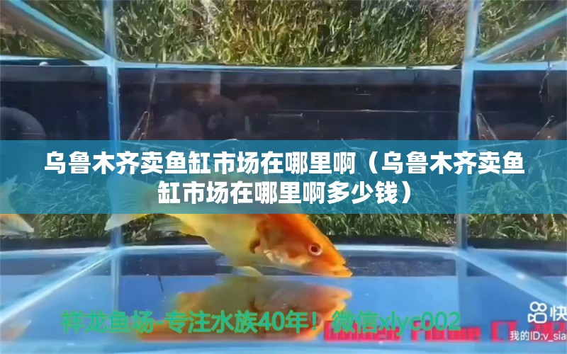 烏魯木齊賣魚缸市場在哪里啊（烏魯木齊賣魚缸市場在哪里啊多少錢）