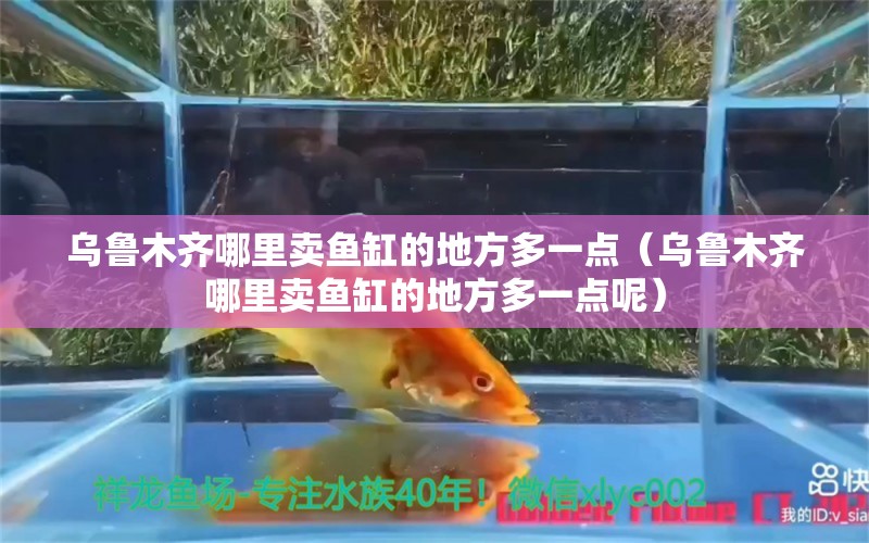 烏魯木齊哪里賣魚缸的地方多一點(diǎn)（烏魯木齊哪里賣魚缸的地方多一點(diǎn)呢） 祥龍水族醫(yī)院