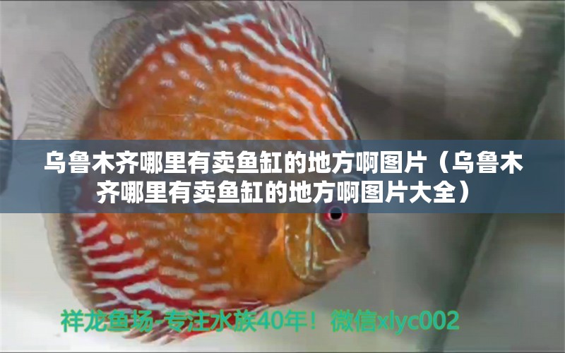 烏魯木齊哪里有賣魚缸的地方啊圖片（烏魯木齊哪里有賣魚缸的地方啊圖片大全） 祥龍水族醫(yī)院