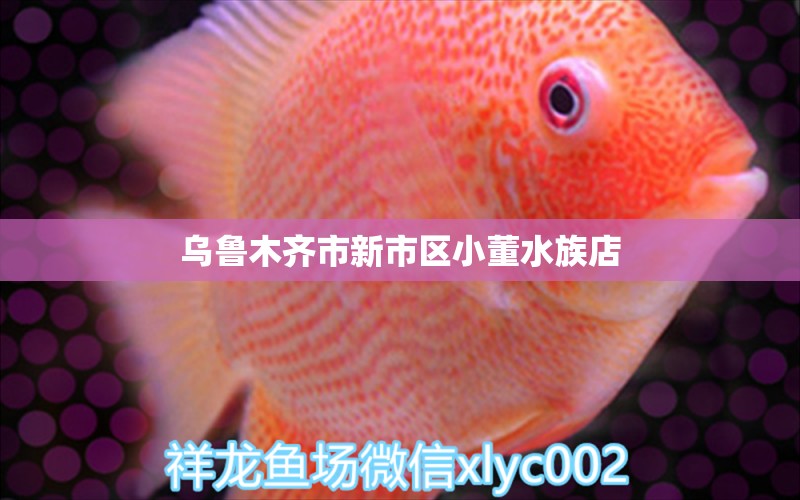 烏魯木齊市新市區(qū)小董水族店 全國水族館企業(yè)名錄 第1張