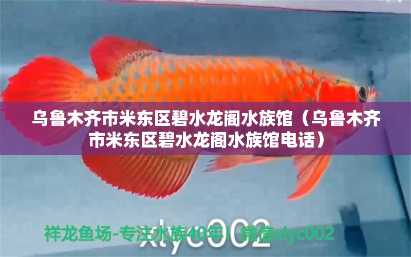 烏魯木齊市米東區(qū)碧水龍閣水族館（烏魯木齊市米東區(qū)碧水龍閣水族館電話） 全國水族館企業(yè)名錄